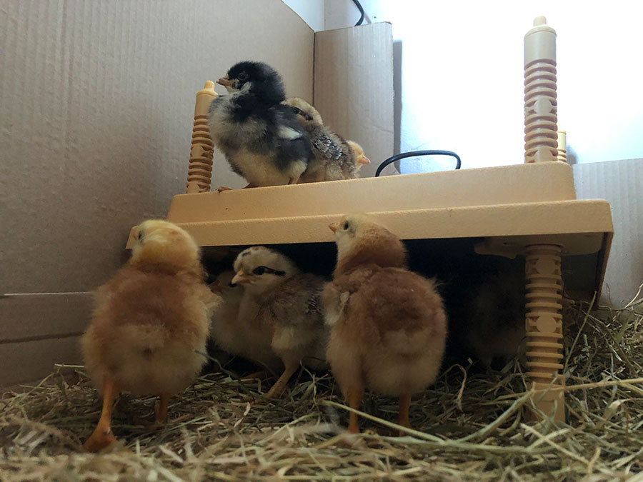 The Easy Way To Raising Your Own Chickens - From Home