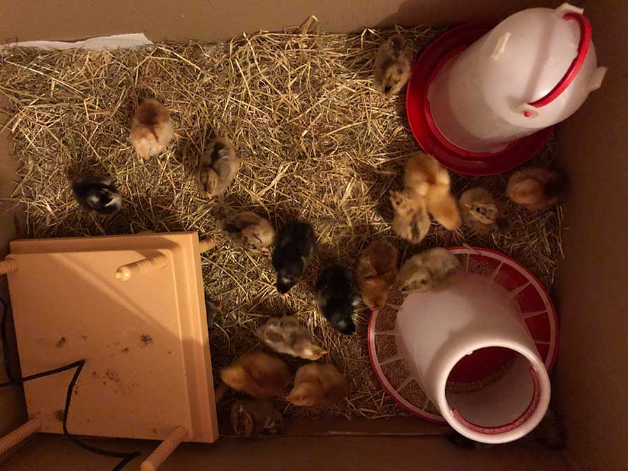 setting up your brooder box