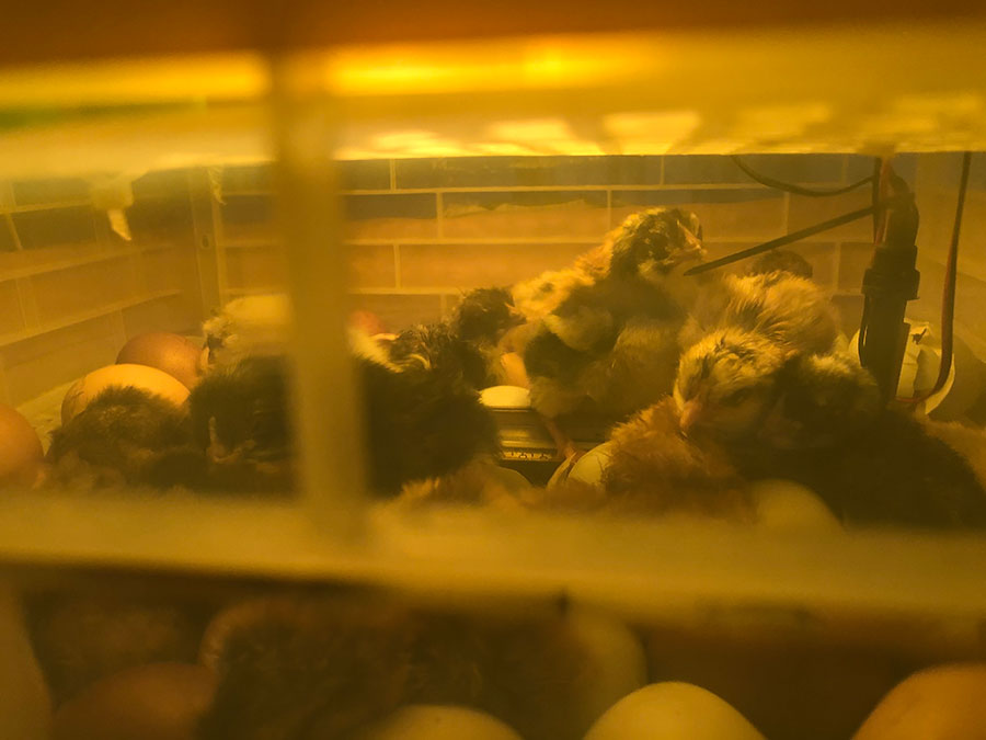 baby chicks on hatching day