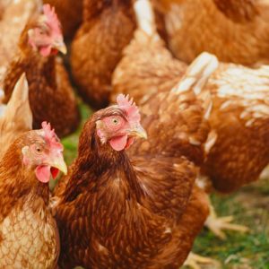 buying hybrid chickens to sell and profit from