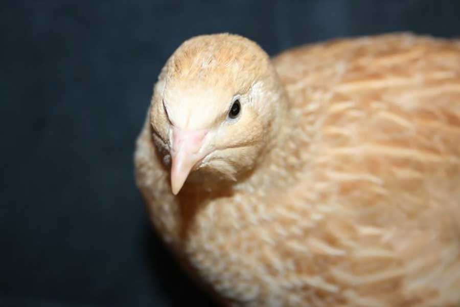 farming quails for eggs