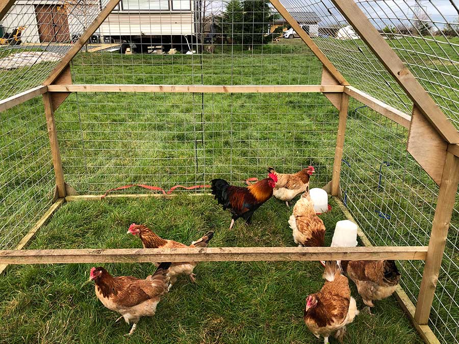 The Best Way How To Profit From Your Chickens