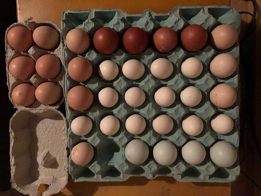 different chicken breed eggs
