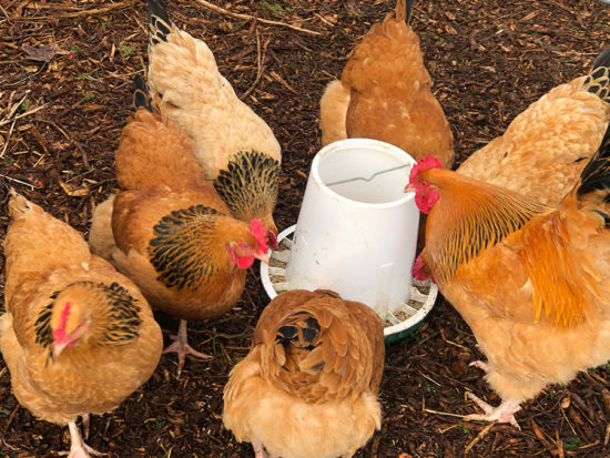 how-to-make profit with chickens